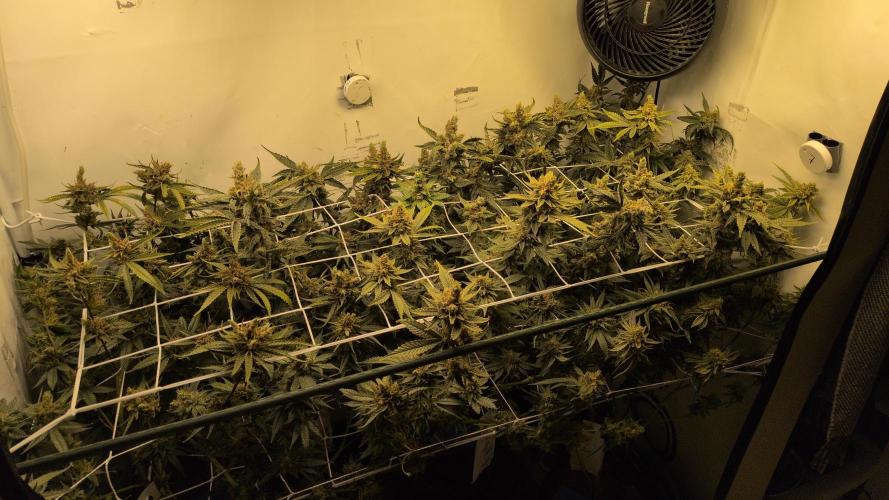 Jelly Weed and Fem Seeds - Making of. Week 12 - 22.6 - F66