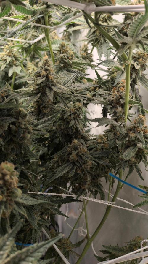 Jelly Weed and Fem Seeds - Making of. Week 12 - 22.6 - F66 HELLA JELLY #1