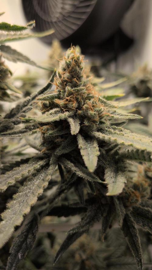 Jelly Weed and Fem Seeds - Making of. Week 12 - 22.6 - F66 HELLA JELLY #1