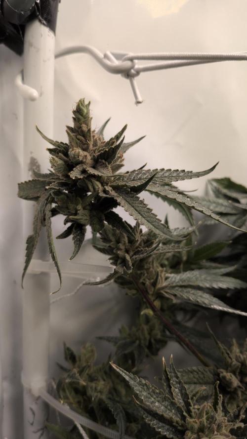 Jelly Weed and Fem Seeds - Making of. Week 12 - 22.6 - F66 HELLA JELLY #3