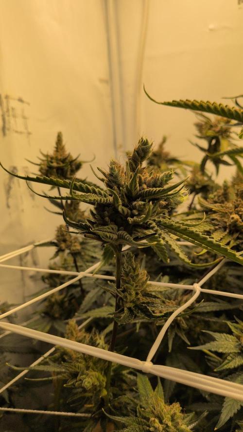 Jelly Weed and Fem Seeds - Making of. Week 12 - 22.6 - F66 HELLA JELLY #3