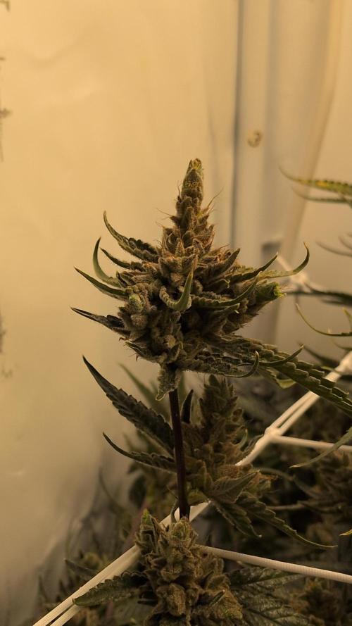 Jelly Weed and Fem Seeds - Making of. Week 12 - 22.6 - F66 HELLA JELLY #3
