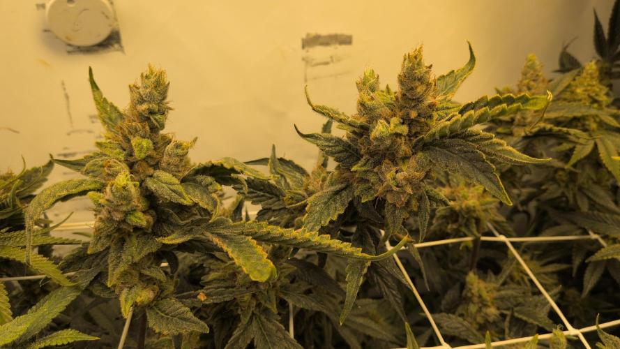 Jelly Weed and Fem Seeds - Making of. Week 12 - 22.6 - F66 HELLA JELLY #2