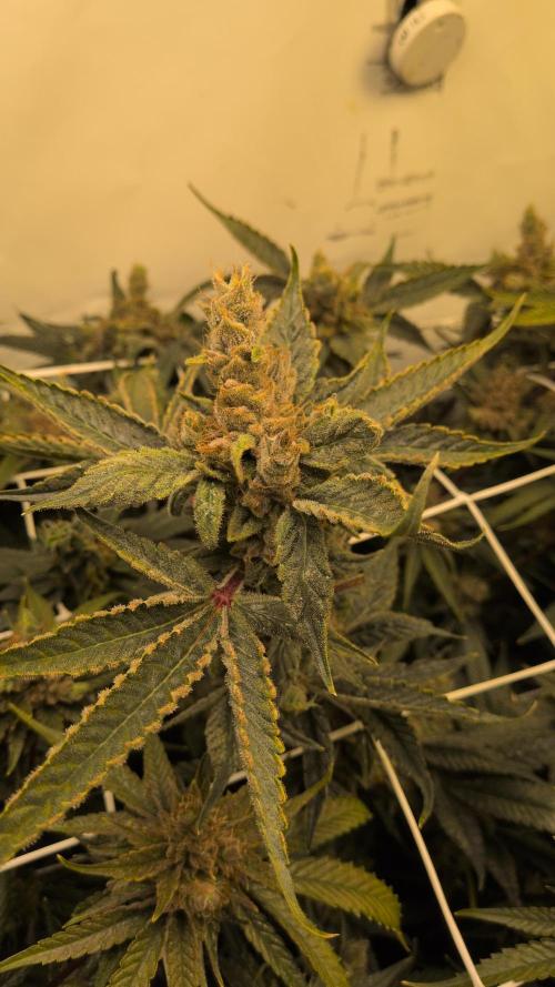 Jelly Weed and Fem Seeds - Making of. Week 12 - 22.6 - F66 HELLA JELLY #2