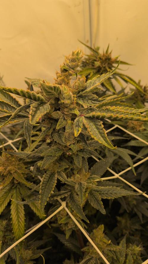 Jelly Weed and Fem Seeds - Making of. Week 12 - 22.6 - F66 HELLA JELLY #2