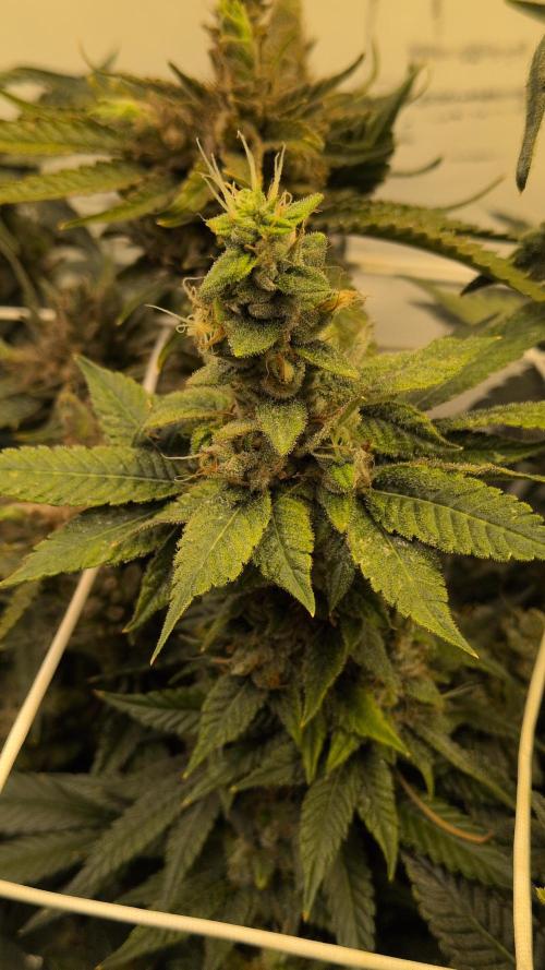 Jelly Weed and Fem Seeds - Making of. Week 12 - 22.6 - F66 Dragon's Blood Hashplant