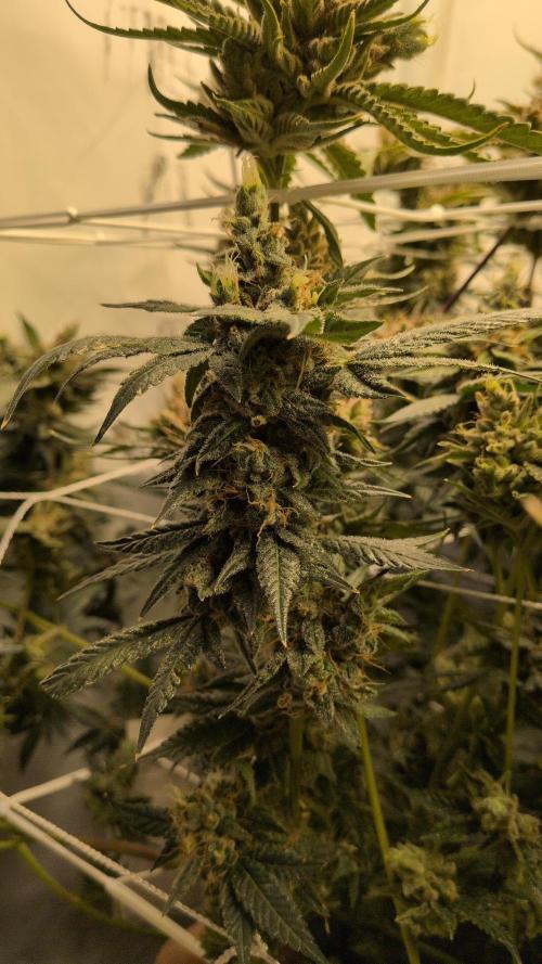 Jelly Weed and Fem Seeds - Making of. Week 12 - 22.6 - F66 Dragon's Blood Hashplant