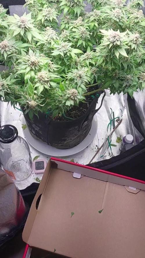 OG Bush