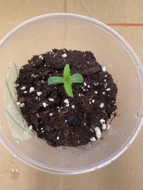 Lemon Orange & Karibbean Mango | Indoor. Week 0 - Karibbean Mango