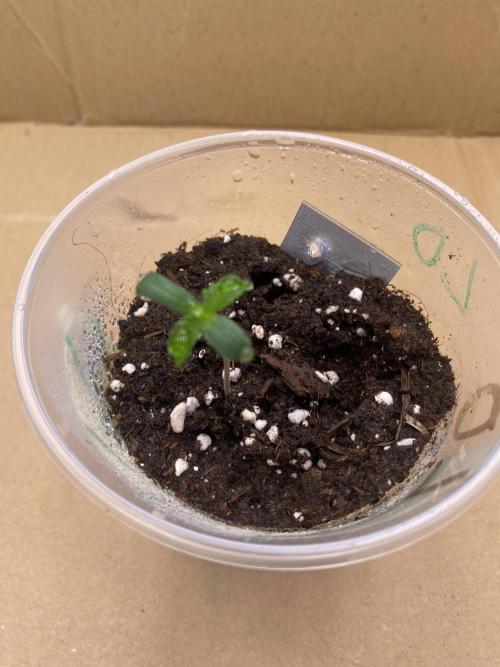Lemon Orange & Karibbean Mango | Indoor. Week 0 - Lemon Orange