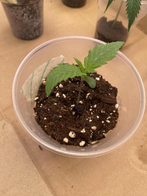 Lemon Orange & Karibbean Mango | Indoor. Week 1