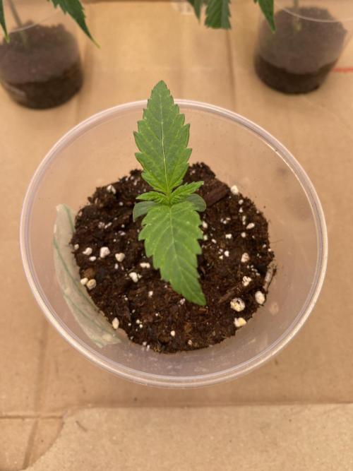 Lemon Orange & Karibbean Mango | Indoor. Week 1