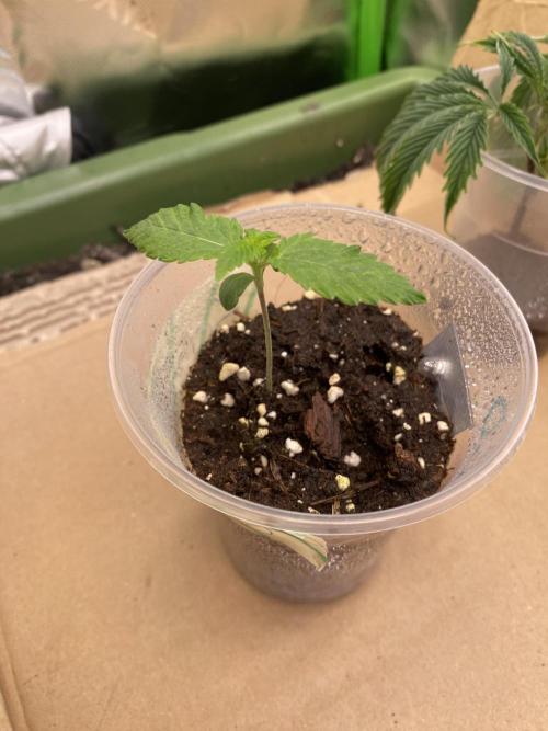 Lemon Orange & Karibbean Mango | Indoor. Week 1