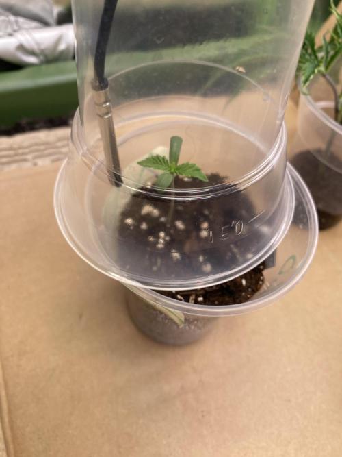 Lemon Orange & Karibbean Mango | Indoor. Week 1