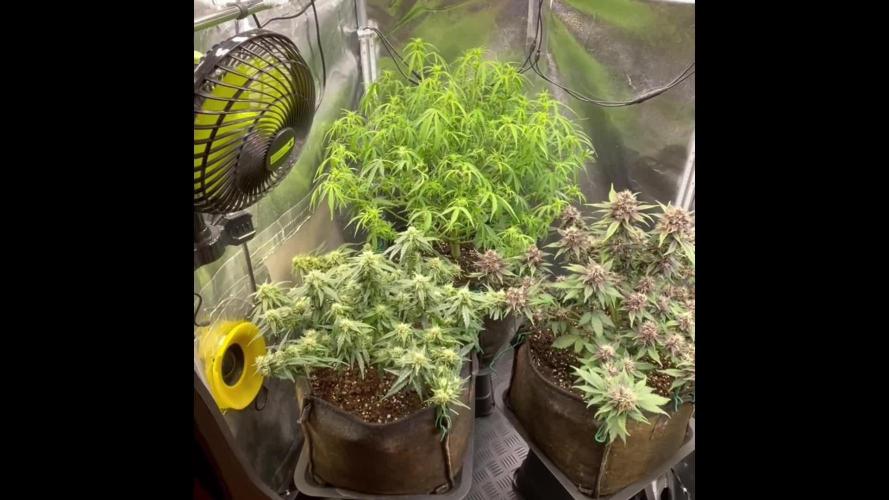 Fast Buds vs Sweet Seeds  Sour Jealousy  against Dark Devil and Big Devil XL