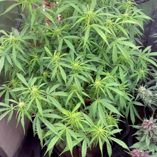 Fast Buds vs Sweet Seeds  Sour Jealousy  against Dark Devil and Big Devil XL