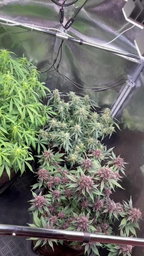 Fast Buds vs Sweet Seeds  Sour Jealousy  against Dark Devil and Big Devil XL