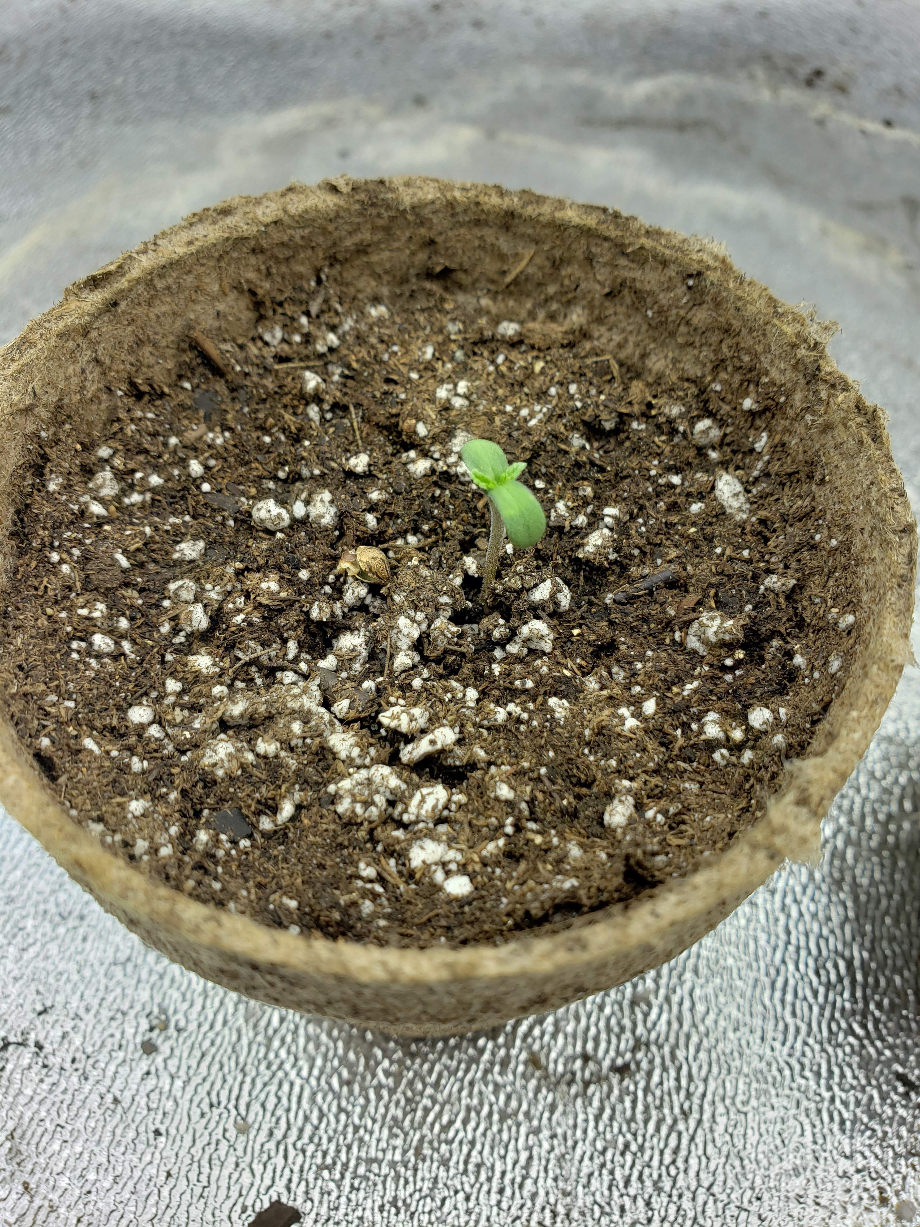 T.H.Seeds Strawberry Glue grow diary (journal) week1 by GrowFanatic