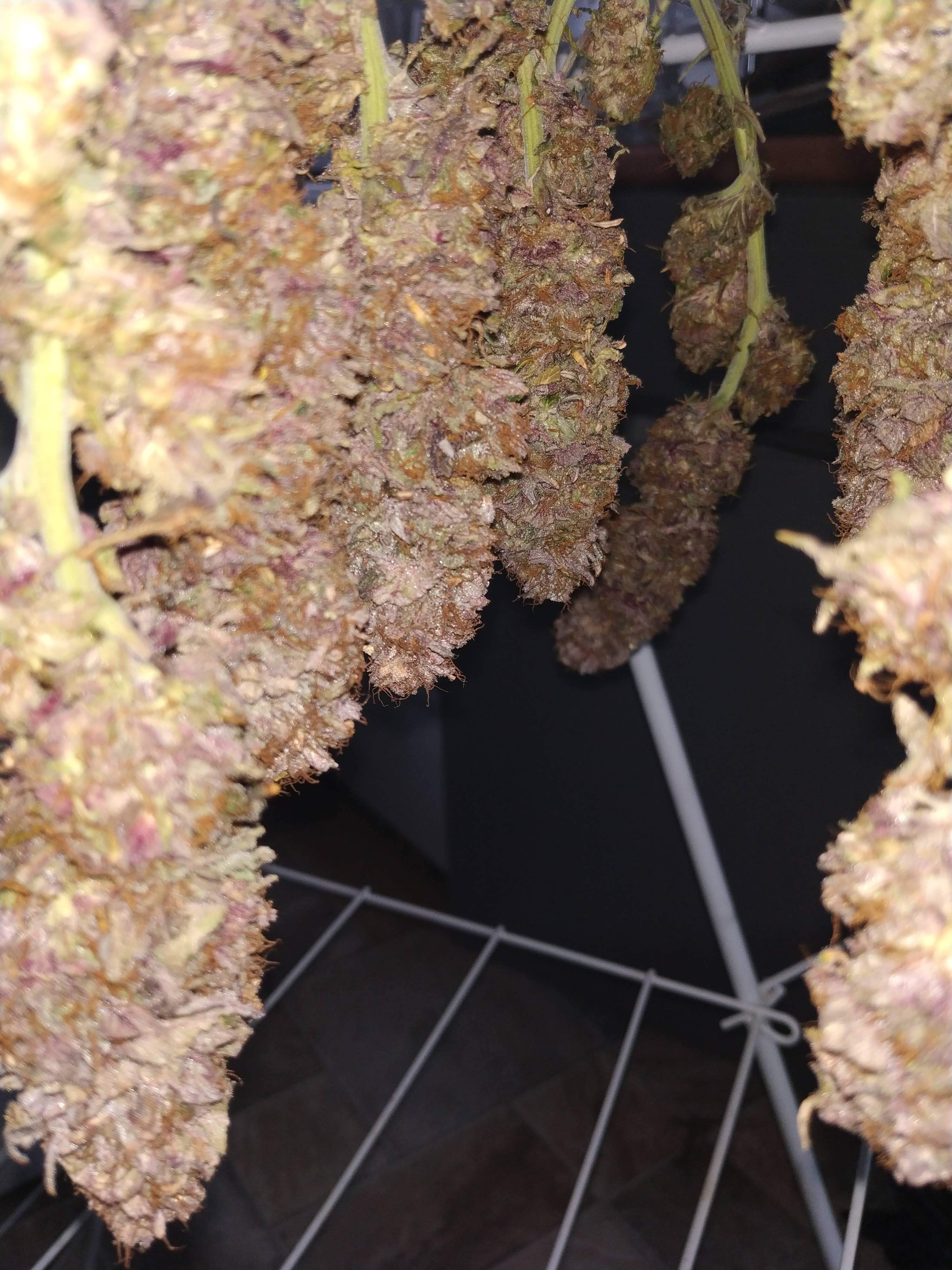 mango, OG Kush grow journal harvest22.1 by GrowDiaries