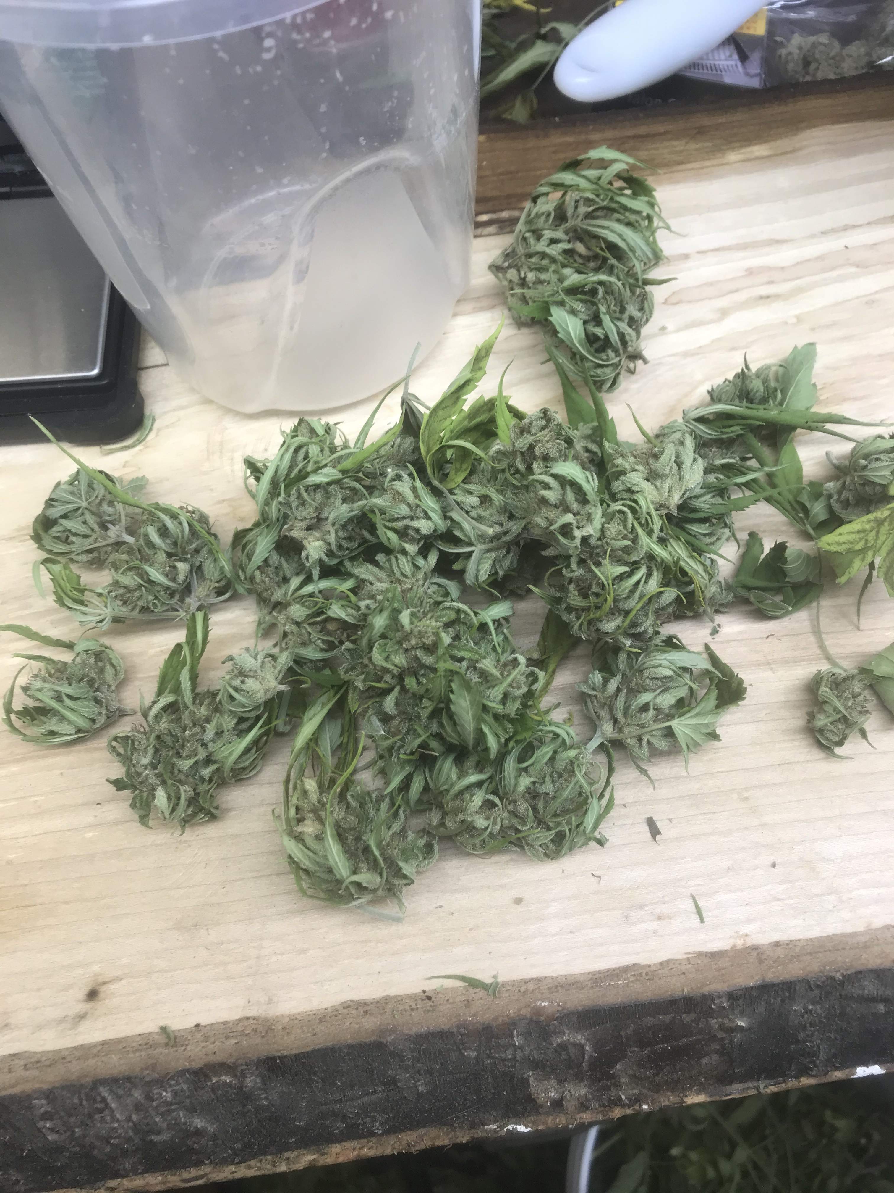 Fast Buds Jack Herer Auto grow diary (journal) harvest13 by Hellishjam