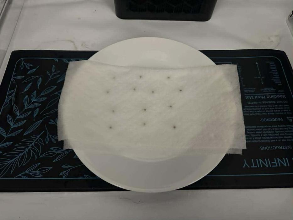 Midwest Twerps 2025. Week 0 - Seeds in moistened paper towl resting on glass plate over seed warming mat.