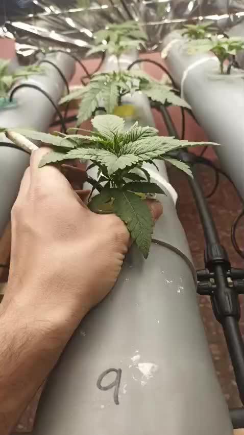 Hidropónico con PVC