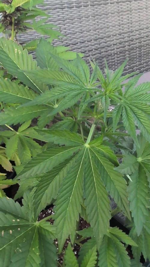 Automatic Outdoor Contest