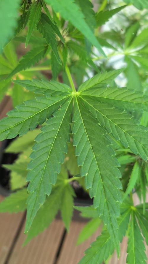 Automatic Outdoor Contest