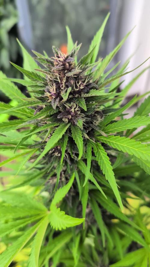 Automatic Outdoor Contest