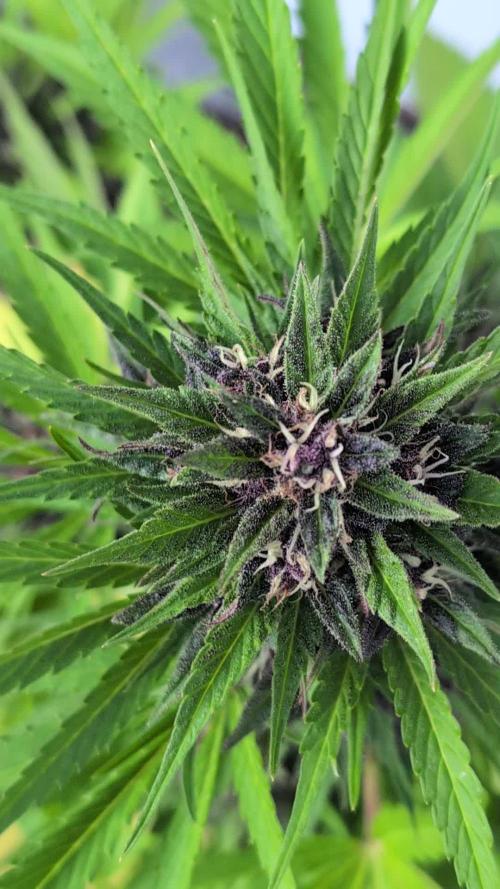 Automatic Outdoor Contest