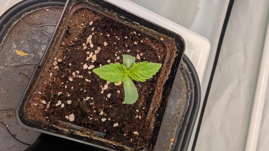 First US Premium try. Week 1