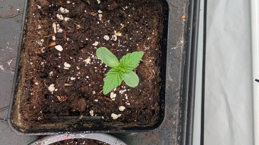 First US Premium try. Week 1