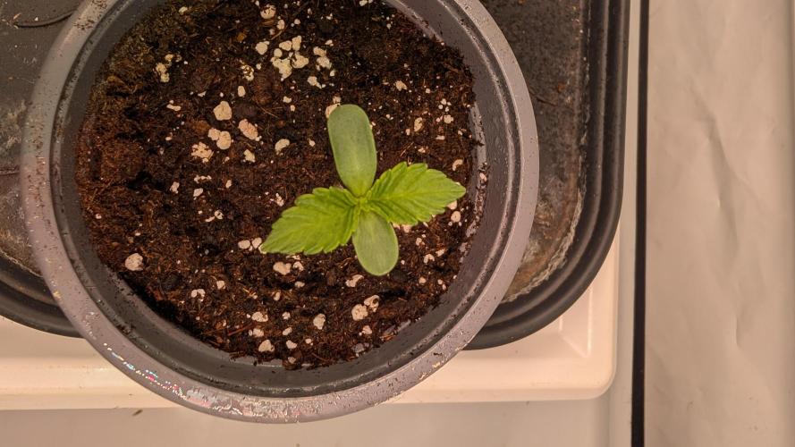 First US Premium try. Week 1