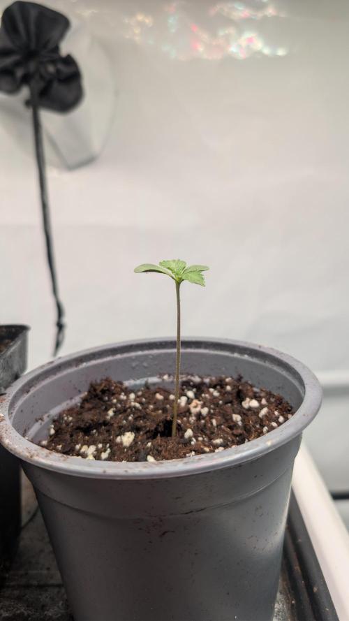 First US Premium try. Week 1