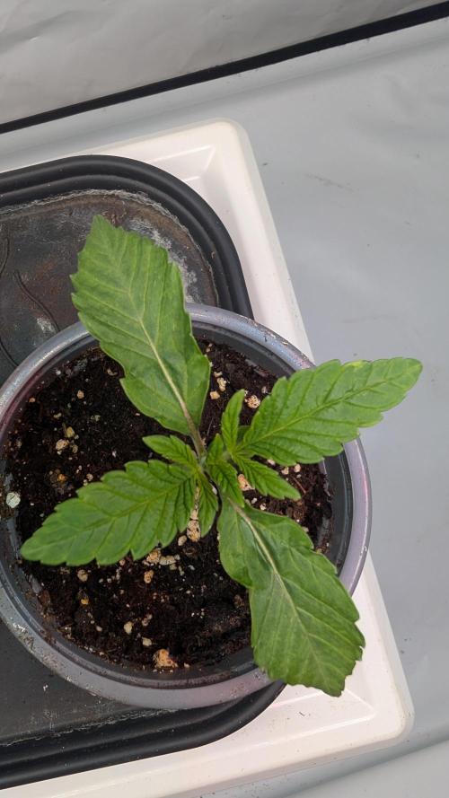 First US Premium try. Week 2