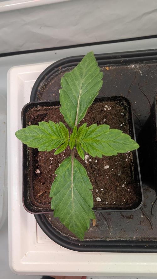 First US Premium try. Week 2