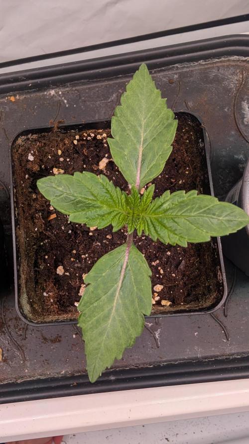 First US Premium try. Week 2