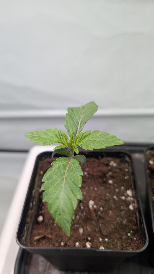 First US Premium try. Week 2