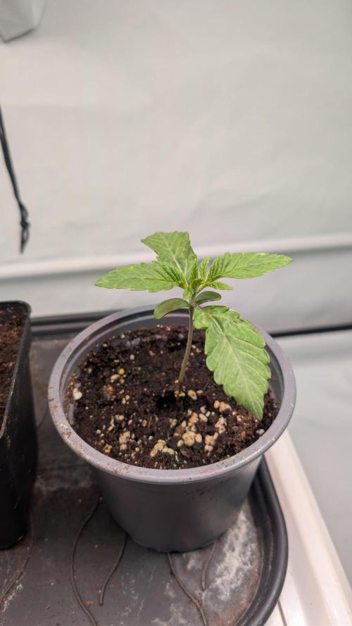 First US Premium try. Week 2