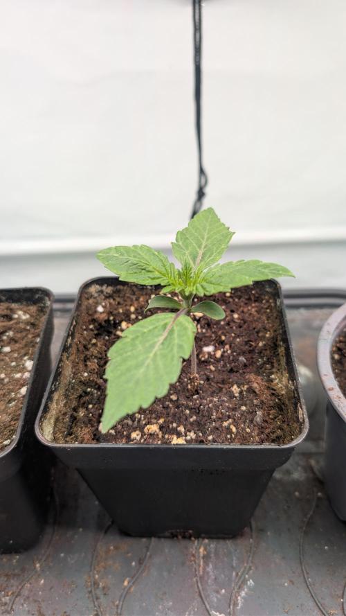 First US Premium try. Week 2