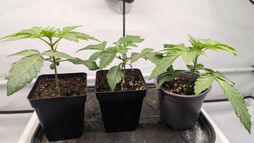 First US Premium try. Week 3