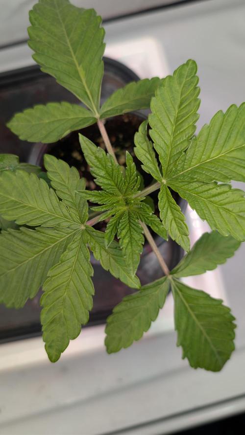 First US Premium try. Week 3