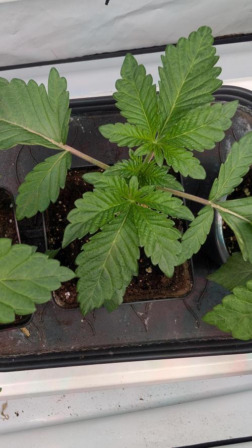 First US Premium try. Week 3