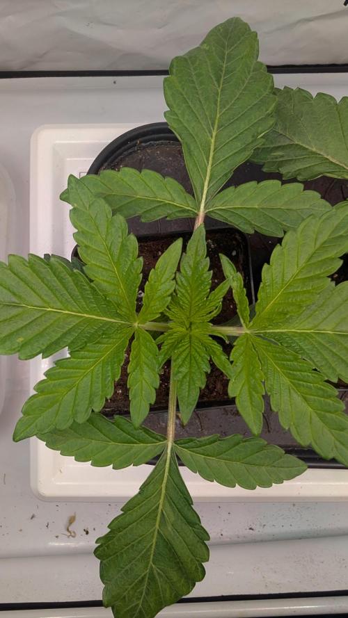 First US Premium try. Week 3