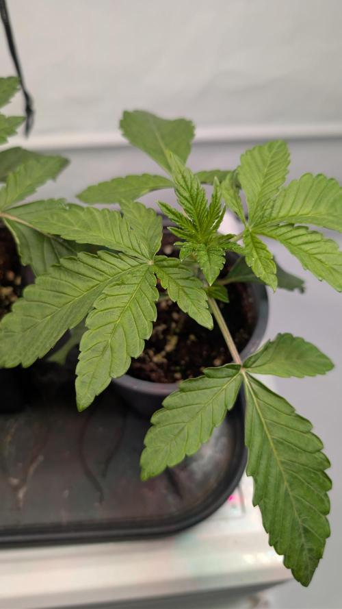 First US Premium try. Week 3