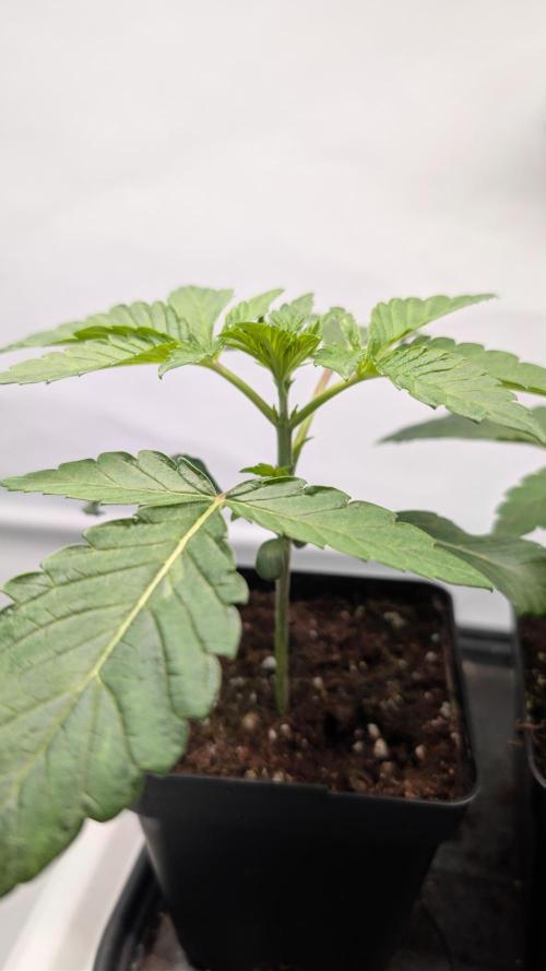 First US Premium try. Week 3