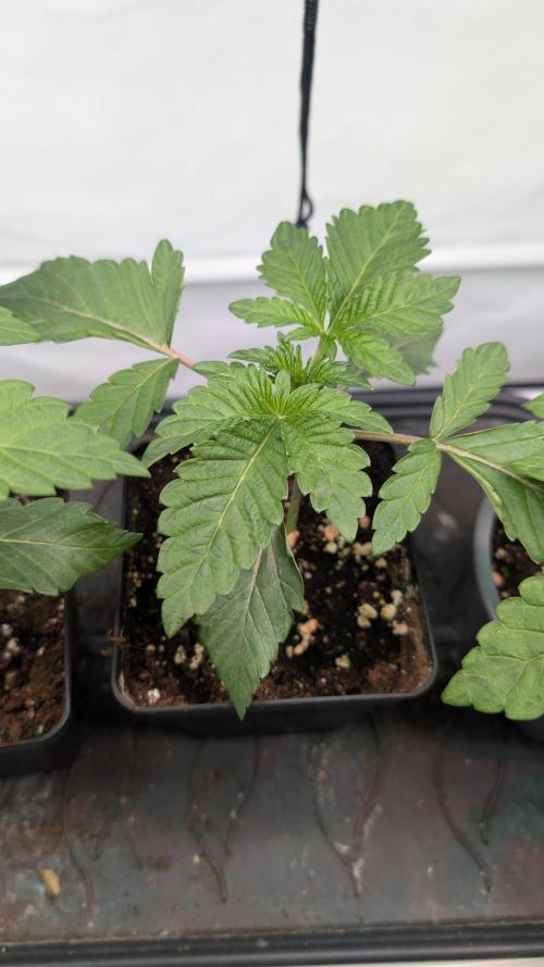 First US Premium try. Week 3