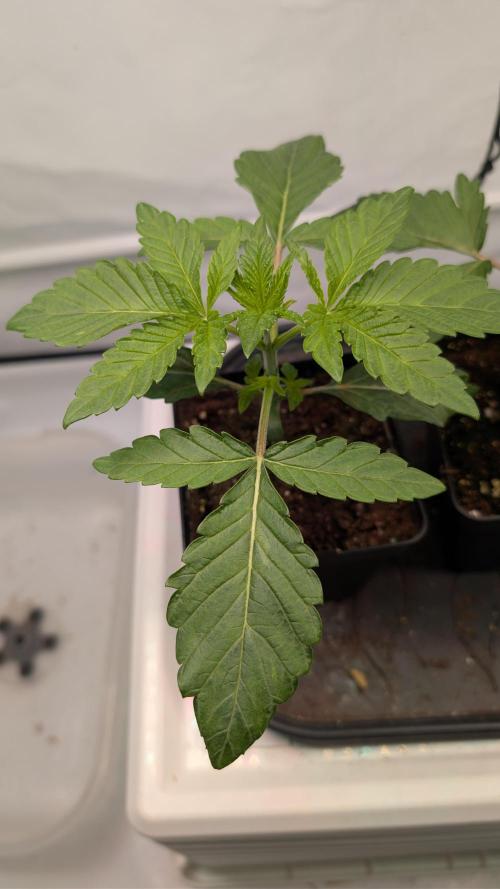 First US Premium try. Week 3