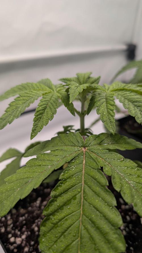 First US Premium try. Week 4