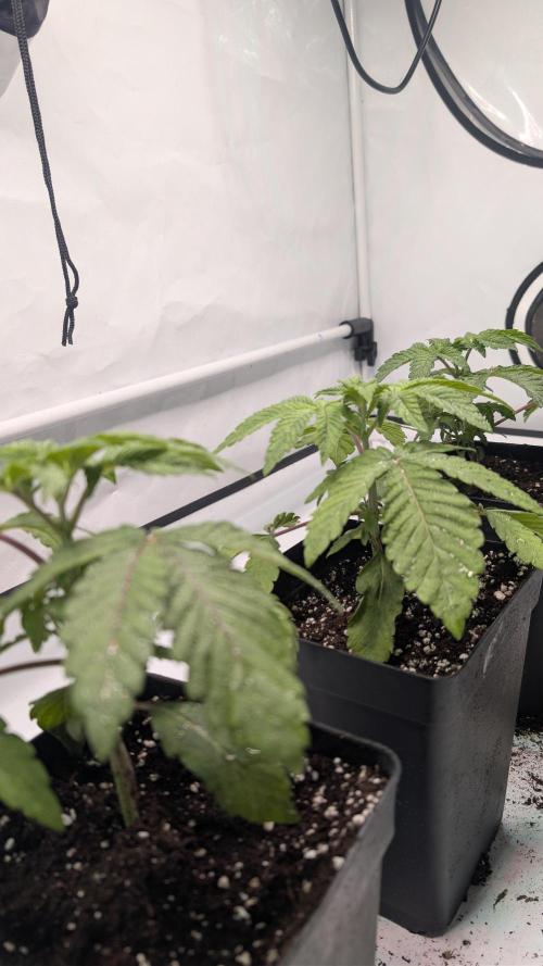 First US Premium try. Week 4